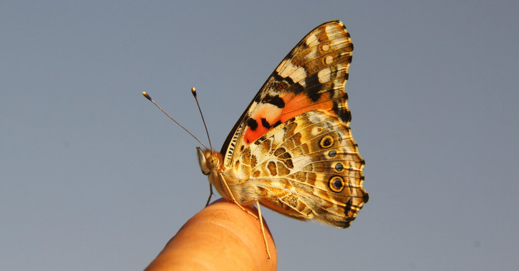 Scientists Find First Evidence That Butterflies Crossed an Ocean