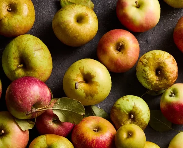 An overhead image of a number of heritage apples on a dark gray surface.